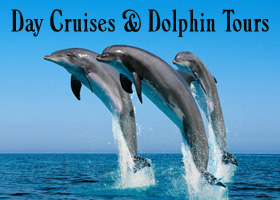 Dolphin Photo